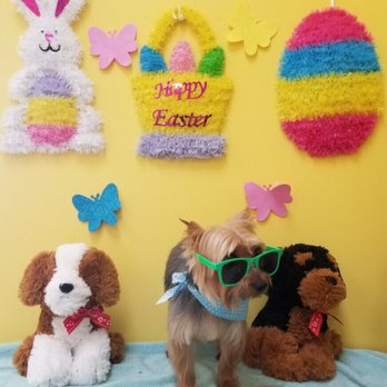 Bailey's pet spa - Pet Groomers Near Me - Corsicana, Texas