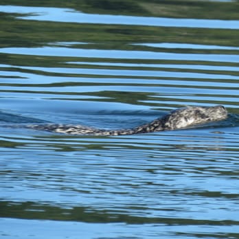 Vancouver Whale Watch - 100's of seals spotted near Steveston Richmond in August - Whale Watching Tours Near Me - Richmond, British Columbia Vancouver Whale Watch - 100's of seals spotted near Steveston Richmond in August - Whale Watching Tours Near Me - Richmond, British Columbia