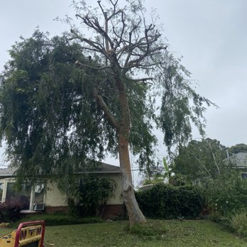 Top Unit Tree Service - Front yard tree trim. - Tree Services Near Me - Norwalk, California