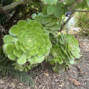 Mendocino Market - Succulents by front stairs and sign - Grocery Near Me - Mendocino, California