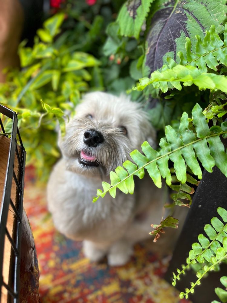 Photos of PUPS PET CLUB Updated August 2024 23 Photos & 30 Reviews