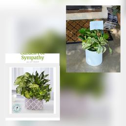 Sympathy plant Sympathy plant
