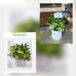 Conroy's Flowers - Sympathy plant