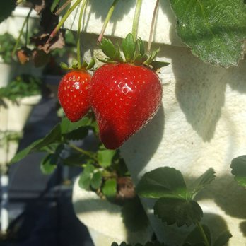 Brook Hollow Farms - two strawberries on the vine - Fruits & Veggies Near Me - Orlando, Florida Brook Hollow Farms - two strawberries on the vine - Fruits & Veggies Near Me - Orlando, Florida