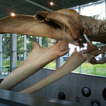 Beaty Biodiversity Museum - Skull is a cast replica - Museums Near Me - Vancouver, British Columbia Beaty Biodiversity Museum - Skull is a cast replica - Museums Near Me - Vancouver, British Columbia