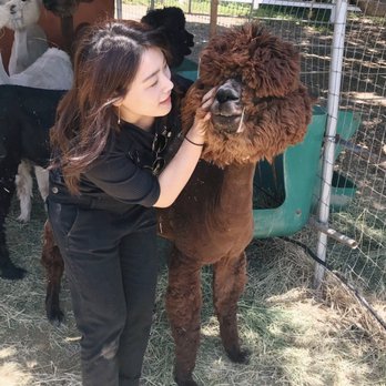 Canzelle Alpacas - Farms Near Me - Carpinteria, California Canzelle Alpacas - Farms Near Me - Carpinteria, California