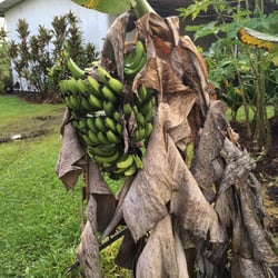 Lava Tree Tropic Inn - Banana trees on the property
