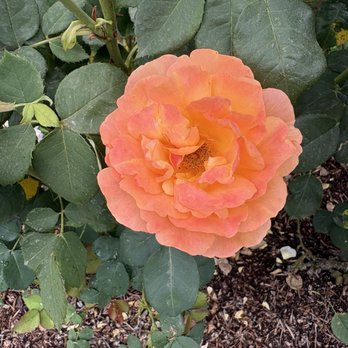Peninsula Park - Beautiful rose - Parks Near Me - Portland, Oregon Peninsula Park - Beautiful rose - Parks Near Me - Portland, Oregon