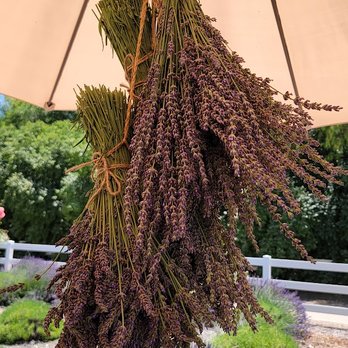 Frog Creek Farm Ojai - Three styles of French lavender in bunches. - Pick Your Own Farms Near Me - Ojai, California