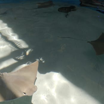 Marine Science Center - Aquariums Near Me - Ponce Inlet, Florida Marine Science Center - Aquariums Near Me - Ponce Inlet, Florida