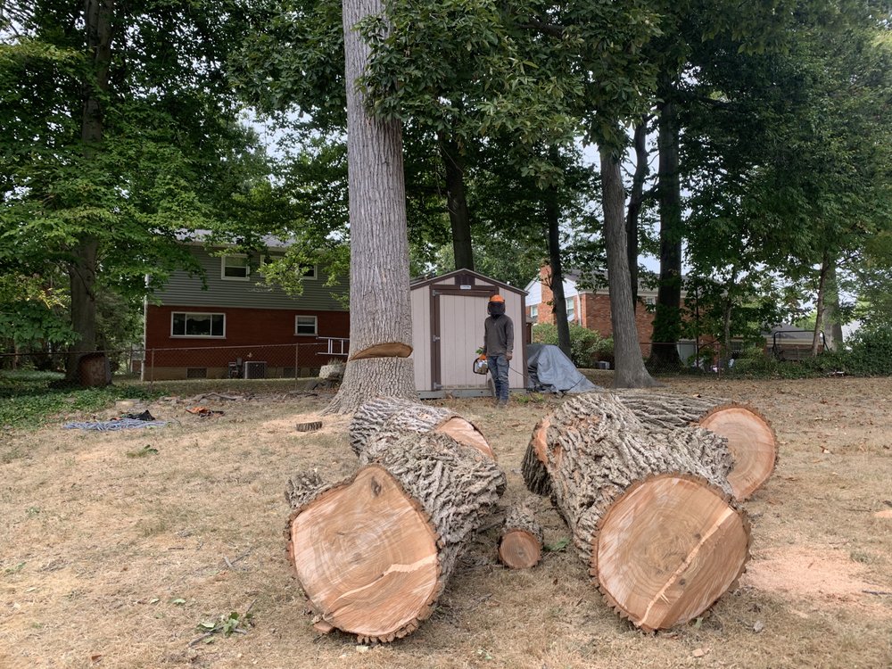 Jesus’s Landscape & Tree Service - tree service in West Chester, OH