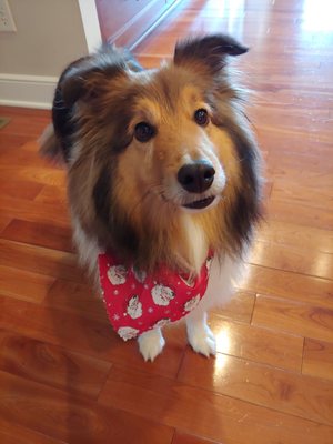 pup a razzi pet salon