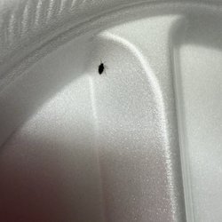 Fireside Inn & Suites - This was a clean unused plate we had in the room - this bug was crawling around the table in our room.