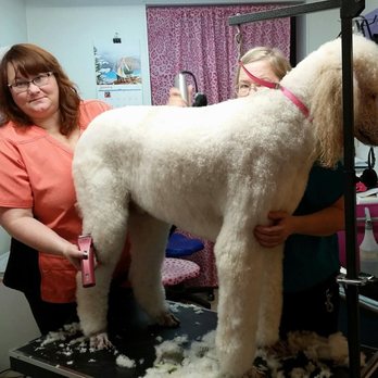 Alphapets - Grooming at AlphaPets - Pet Stores Near Me - Libby, Montana