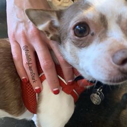 Nails to match your fur friend