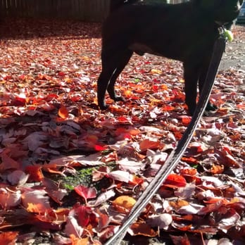 Paws on PDX LLC - Dog Walkers Near Me Paws on PDX LLC - Dog Walkers Near Me
