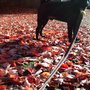 Paws on PDX LLC
