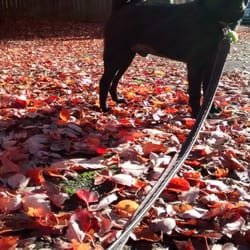 Paws on PDX LLC