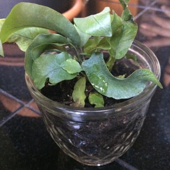 Flowerland - The plant they helped us find! - Nurseries & Gardening Near Me - Albany, California