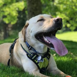 Lynn's Loving Pet Care - Ankeny after chasing the ball
