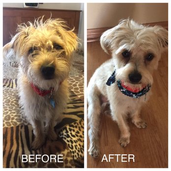 Mr Pet - Pet Groomers Near Me - Fountain Valley, California