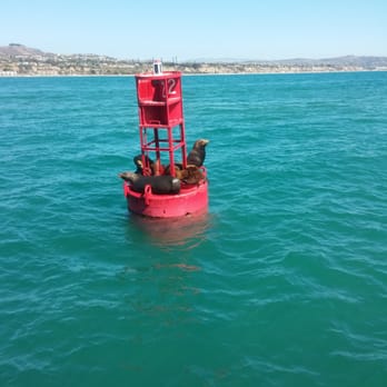 Ocean Institute - Lounging sealions - Venues & Event Spaces Near Me - Dana Point, California Ocean Institute - Lounging sealions - Venues & Event Spaces Near Me - Dana Point, California