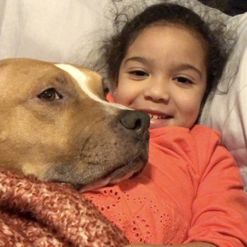 Chicago Canine Rescue - Animal Shelters Near Me - Chicago, Illinois