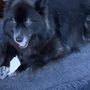 Photo of Country Inn the For Pets