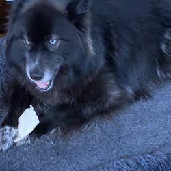 Country Inn the For Pets - Koda is a 35lb Siberian Huskey female