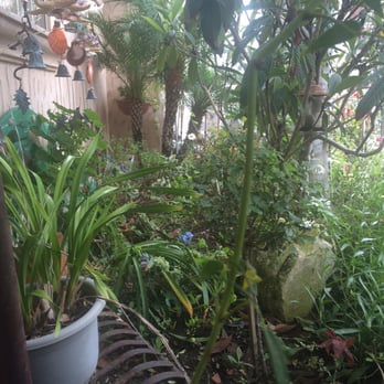 Always Inn - Lovely garden on the patio - Bed & Breakfast Near Me - San Clemente, California