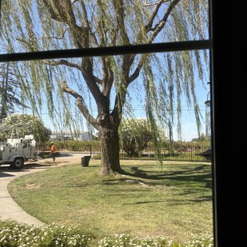 Top Tier Tree Care - Other willow trimmed. - Tree Services Near Me - Lodi, California Top Tier Tree Care - Other willow trimmed. - Tree Services Near Me - Lodi, California