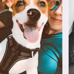 TaylerMade Training - Oliver, our 8 month old JRT