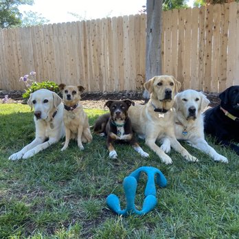 Rockem Dog Training - Pet Training Near Me Rockem Dog Training - Pet Training Near Me