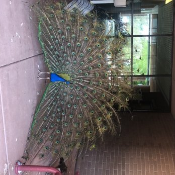 Sahuaro Ranch Park - Peacock - Parks Near Me - Glendale, Arizona