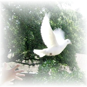 LoneStar White Dove Release - Funeral Services & Cemeteries Near Me LoneStar White Dove Release - Funeral Services & Cemeteries Near Me
