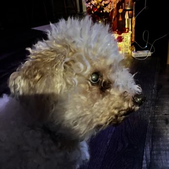 Groomer On The Go - This is the before picture of my dog Harley. I'm hoping that groomer on the go can help me out and I will post an after picture right now he - Pet Groomers Near Me - Cambridge, Ontario Groomer On The Go - This is the before picture of my dog Harley. I'm hoping that groomer on the go can help me out and I will post an after picture right now he - Pet Groomers Near Me - Cambridge, Ontario