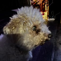 Groomer On The Go - This is the before picture of my dog Harley. I'm hoping that groomer on the go can help me out and I will post an after picture right now he