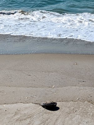 Jacob Riis Park (Gateway National Recreation Area) by null