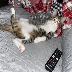 Royer Veterinary Services - One of the kittens who acts just like they're dad