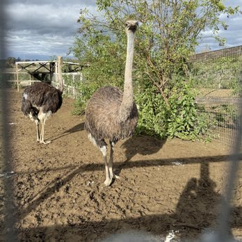 Ostrichland USA - ostriches - Attraction Farms Near Me - Solvang, California Ostrichland USA - ostriches - Attraction Farms Near Me - Solvang, California