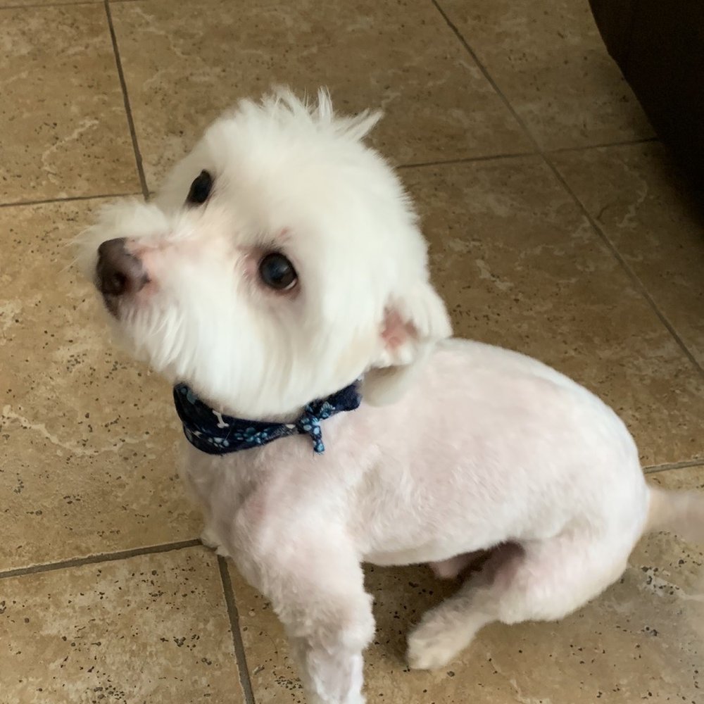 Willow's Groomer - This is how his body should've turned out. - Pet Groomers Near Me - Oviedo, Florida