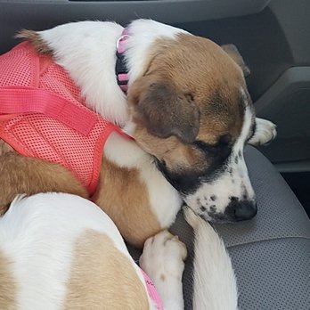 Nevada SPCA - Sleeping on the car ride home. - Animal Shelters Near Me - Las Vegas, Nevada Nevada SPCA - Sleeping on the car ride home. - Animal Shelters Near Me - Las Vegas, Nevada