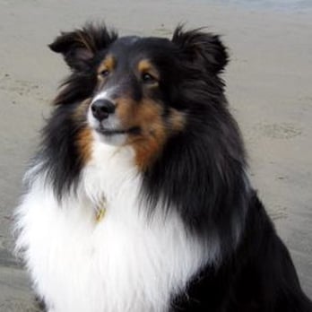 Positive Solutions Dog Training - Start, a student from Troutdale - Pet Training Near Me