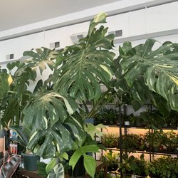 Sunnyside Plants - Monstera Thai Constellation