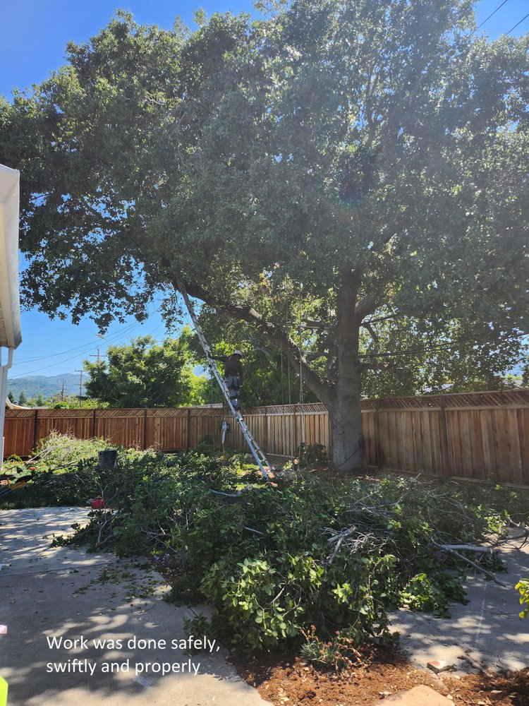 Tree Solutions & Green Care - tree service in San Jose, CA