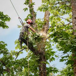 Cherry Blossom Tree Service