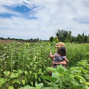 Park Winters Dining - Picking sunflowers in the farm right next to the pavilion - New American Near Me - Winters, California