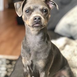 Animal Rescue Volunteers - 1 Y.O.
