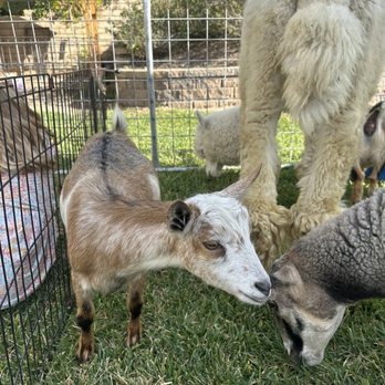 Pony Pals - animals - Party & Event Planning Near Me Pony Pals - animals - Party & Event Planning Near Me