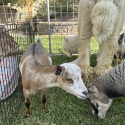 Pony Pals - Animals